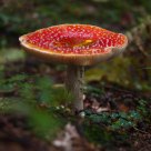 AMANITA MUSCARIA